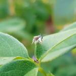 Lasioglossum (Parasphecodes), Alice Springs NT
