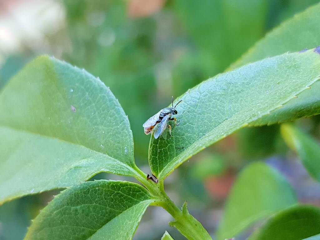 Lasioglossum (Parasphecodes), Alice Springs NT