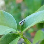 Lasioglossum (Parasphecodes), Alice Springs NT