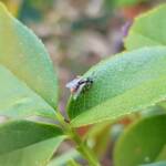 Lasioglossum (Parasphecodes), Alice Springs NT