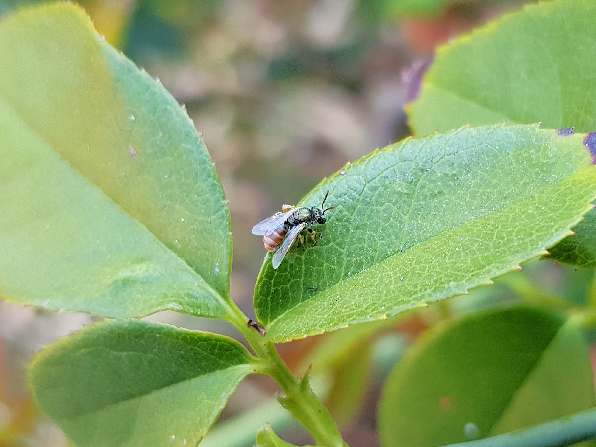 Lasioglossum (Parasphecodes), Alice Springs NT