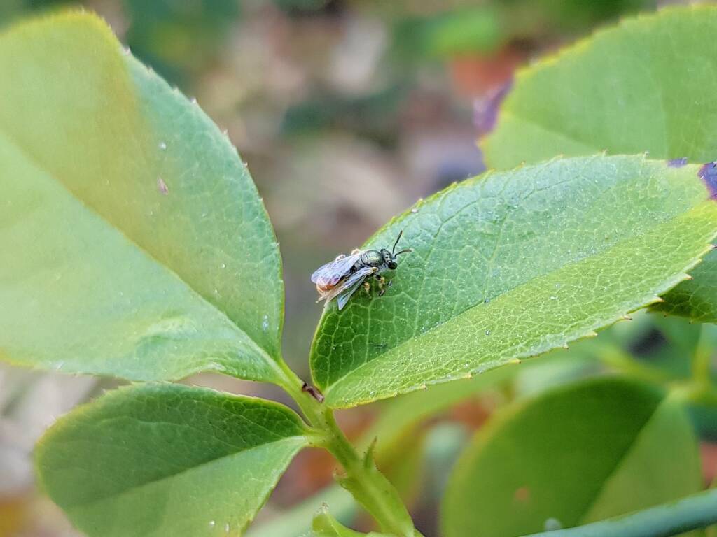 Lasioglossum (Parasphecodes), Alice Springs NT