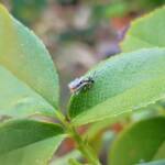 Lasioglossum (Parasphecodes), Alice Springs NT