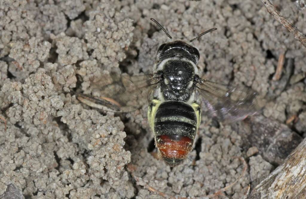Leioproctus muelleri (Megamouth), Piara Waters, Perth WA © Marc Newman