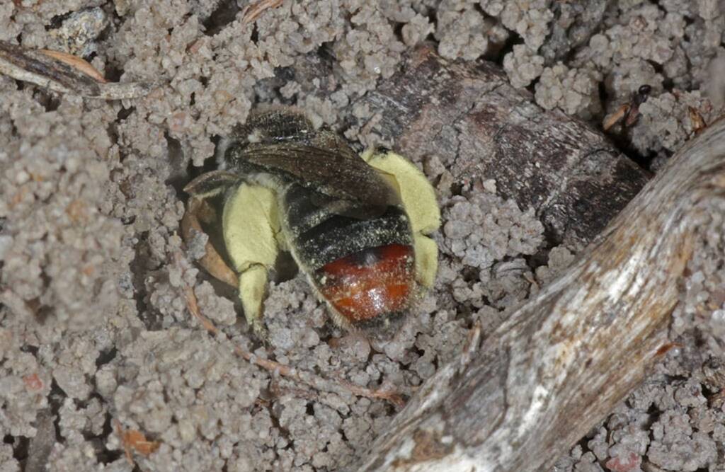 Leioproctus muelleri (Megamouth), Piara Waters, Perth WA © Marc Newman
