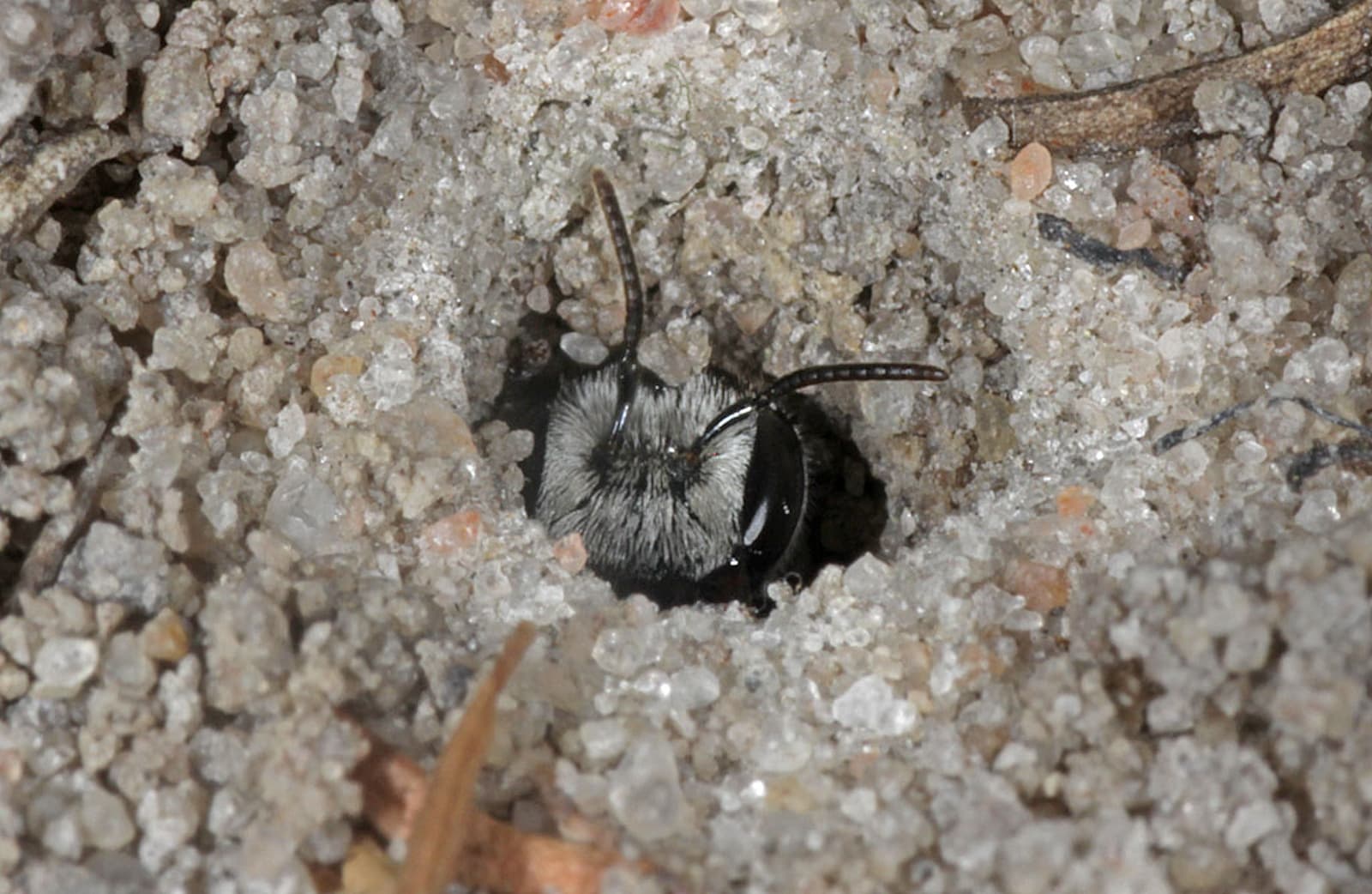 Leioproctus muelleri (Megamouth), Piara Waters, Perth WA © Marc Newman