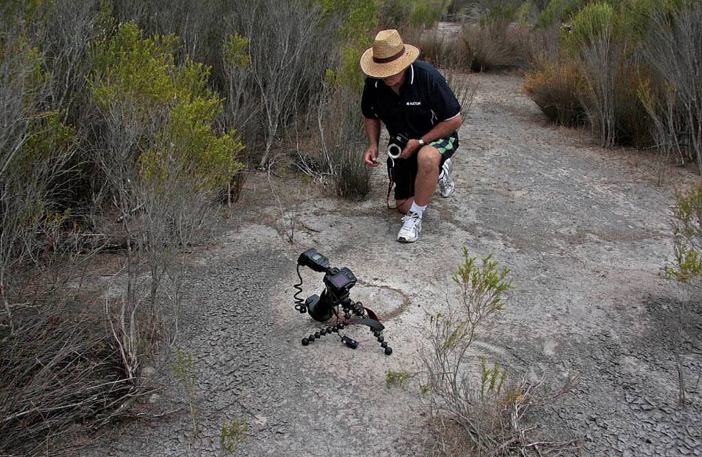 Preparing for Leioproctus muelleri (Megamouth), Piara Waters, Perth WA © Marc Newman