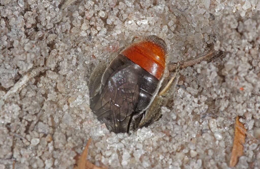 Leioproctus muelleri (Megamouth), Piara Waters, Perth WA © Marc Newman