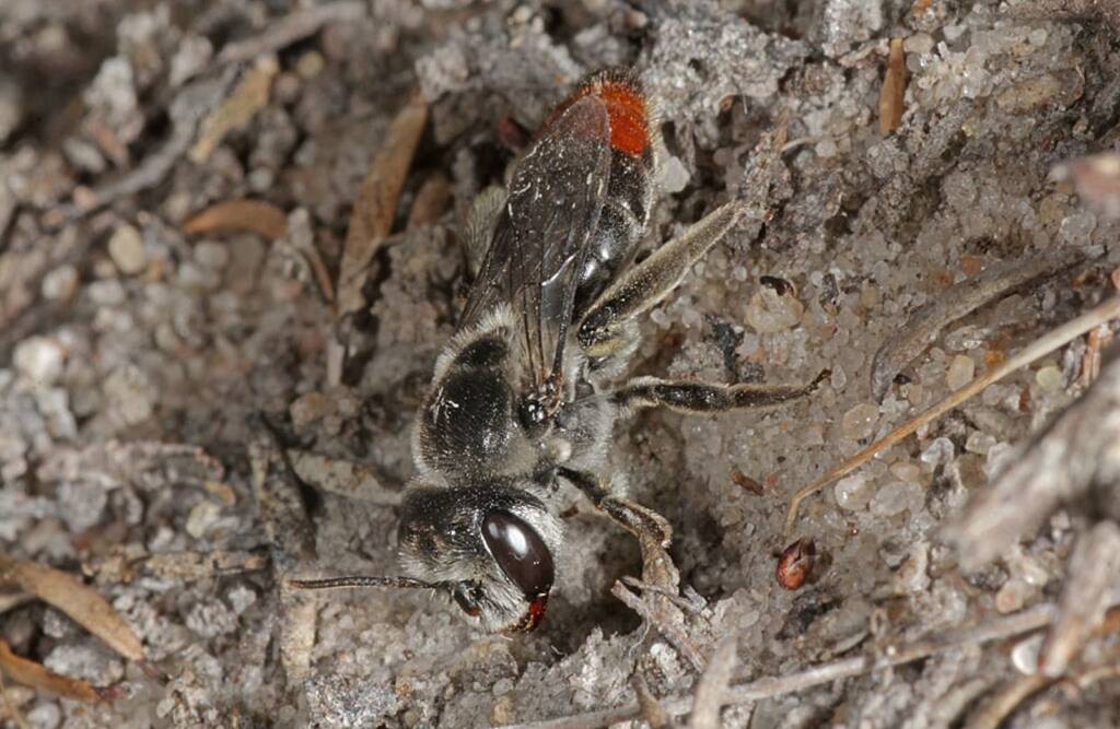 Leioproctus muelleri (Megamouth), Piara Waters, Perth WA © Marc Newman