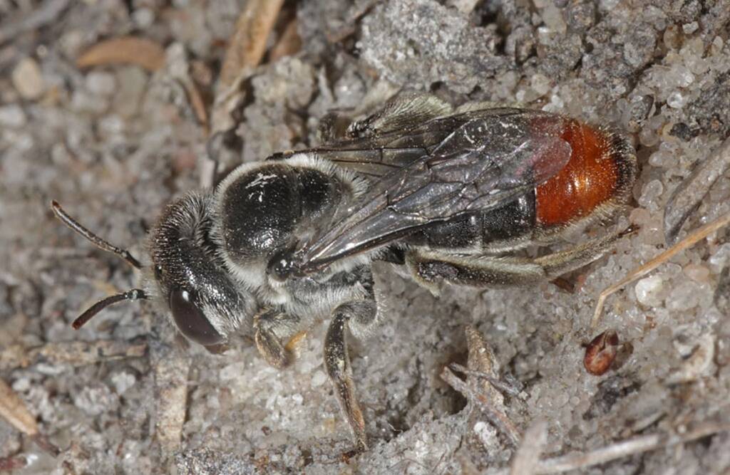 Leioproctus muelleri (Megamouth), Piara Waters, Perth WA © Marc Newman