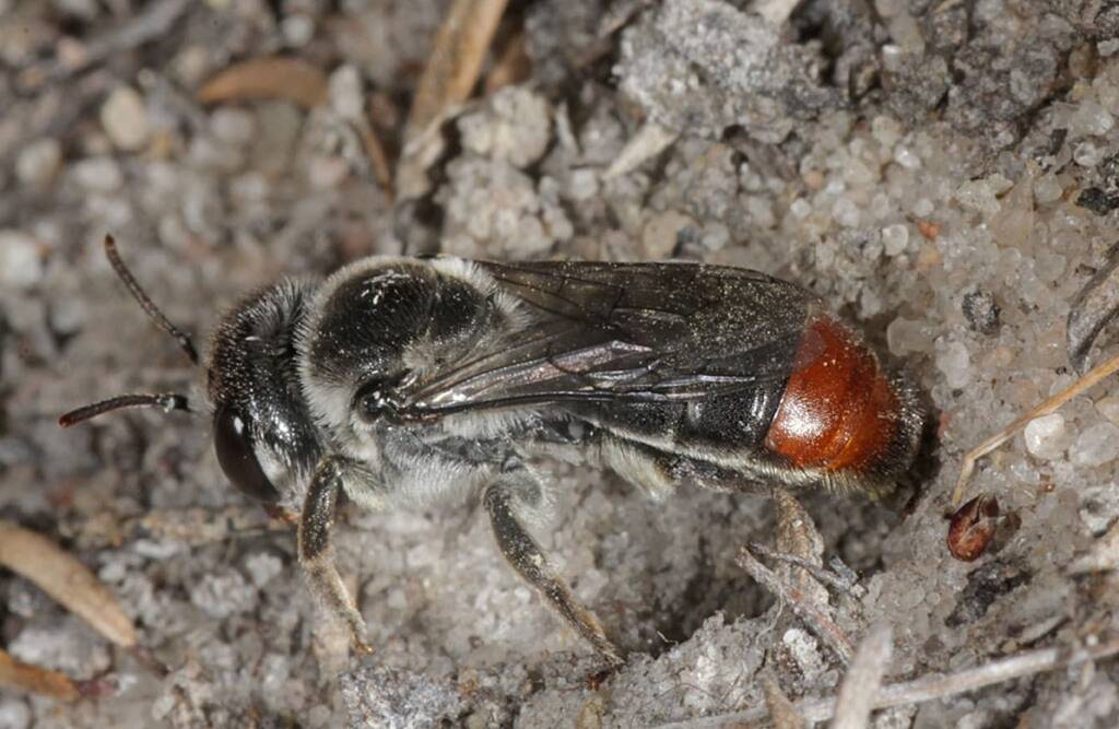 Leioproctus muelleri (Megamouth), Piara Waters, Perth WA © Marc Newman