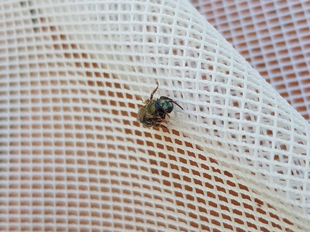 Genus Lipotriches - native bee, Alice Springs NT