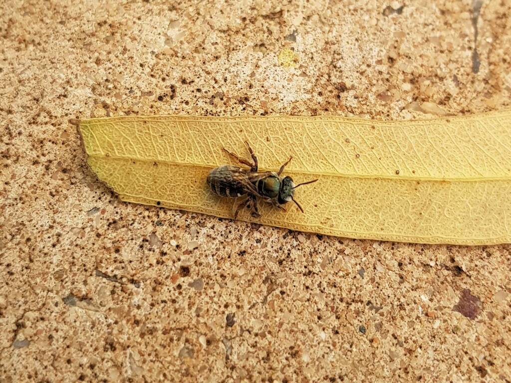 Genus Lipotriches - native bee, Alice Springs NT