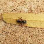 Genus Lipotriches - native bee, Alice Springs NT