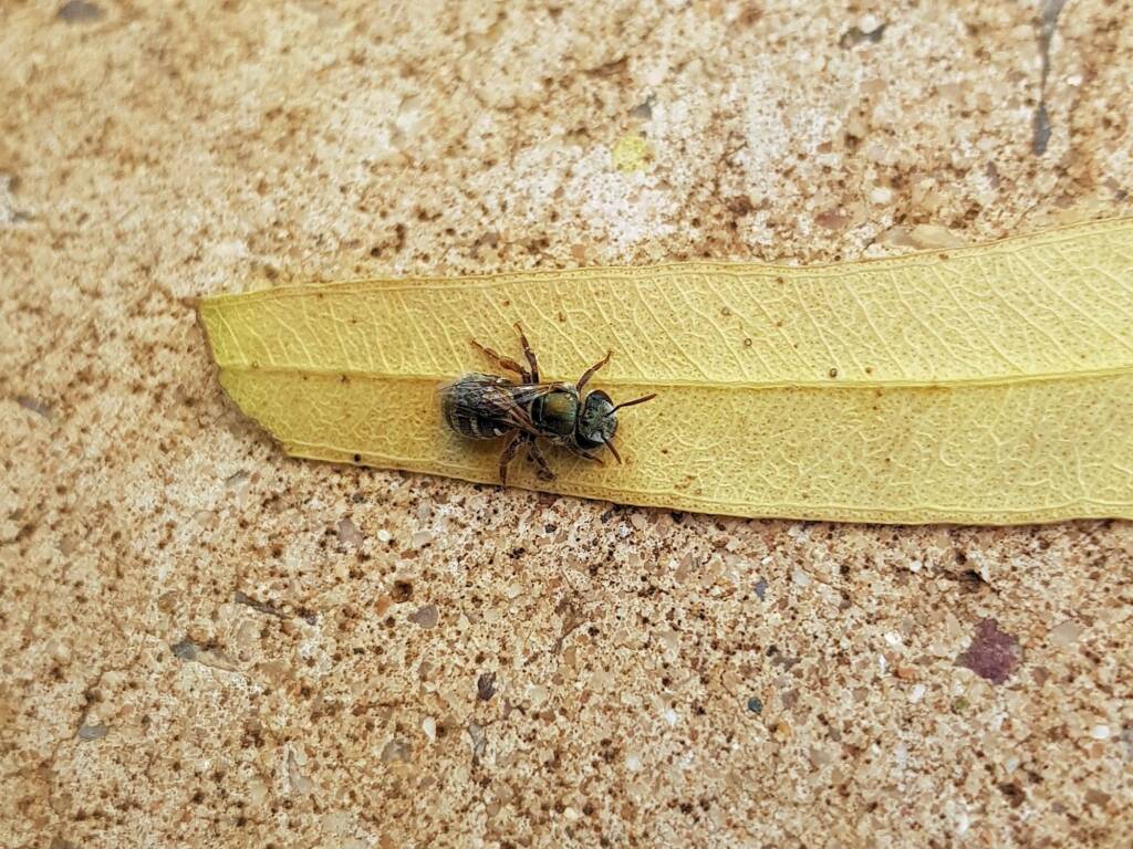 Genus Lipotriches - native bee, Alice Springs NT