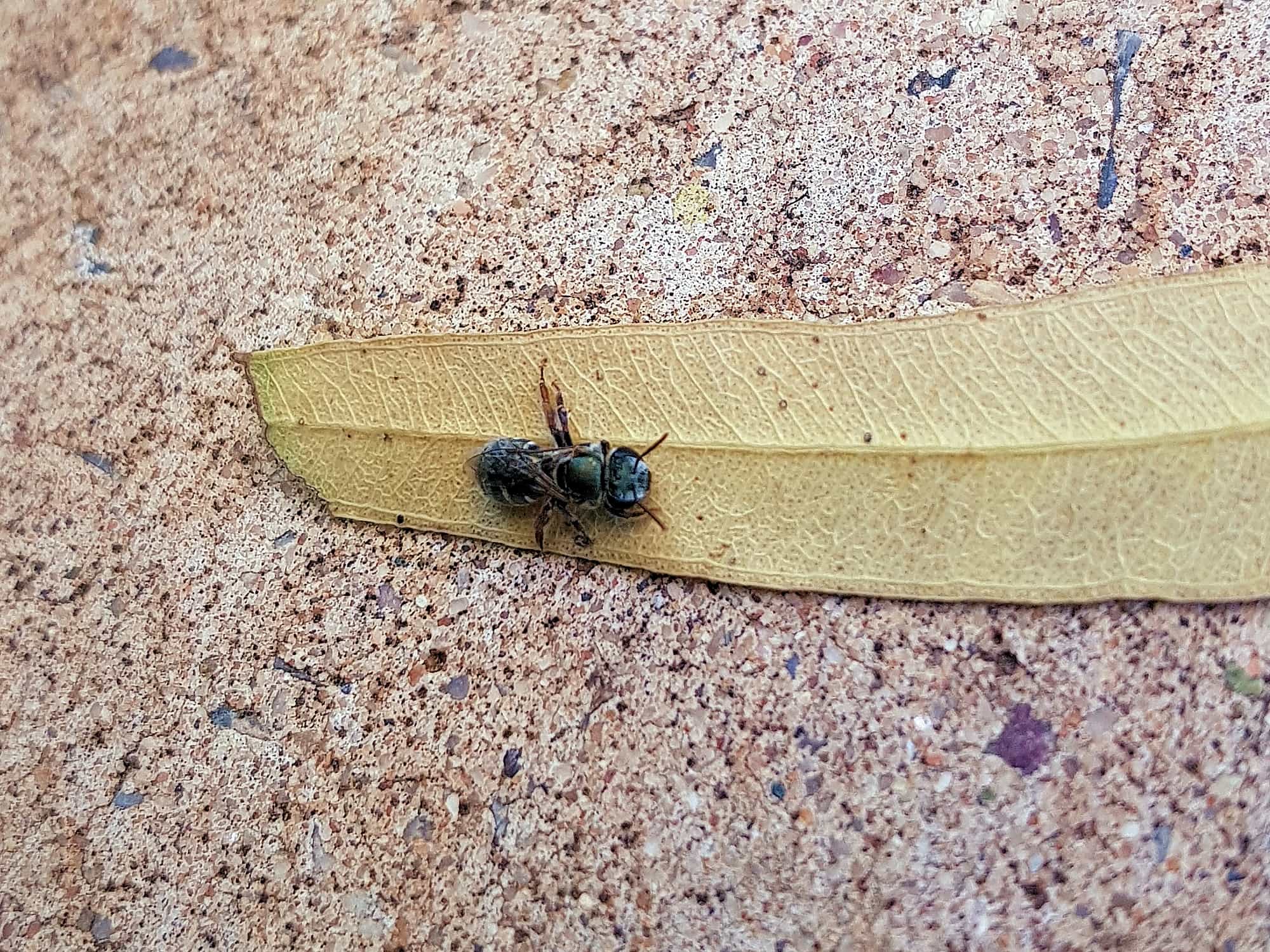 Genus Lipotriches - native bee, Alice Springs NT