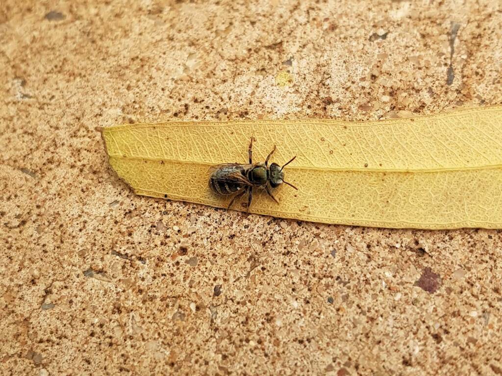 Genus Lipotriches - native bee, Alice Springs NT