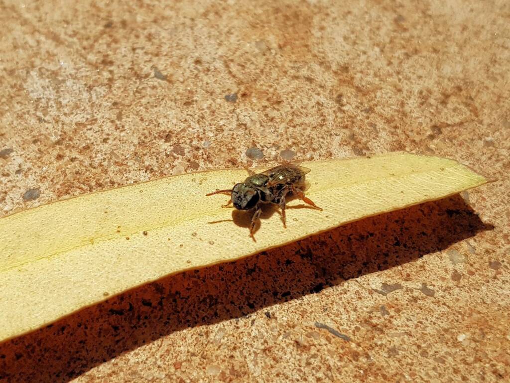 Genus Lipotriches - native bee, Alice Springs NT