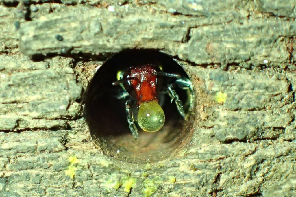 Bubbling Meroglossa rubricata, Midwest WA © Gary Taylor