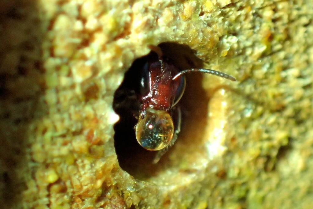 Bubbling Meroglossa rubricata, Midwest WA © Gary Taylor
