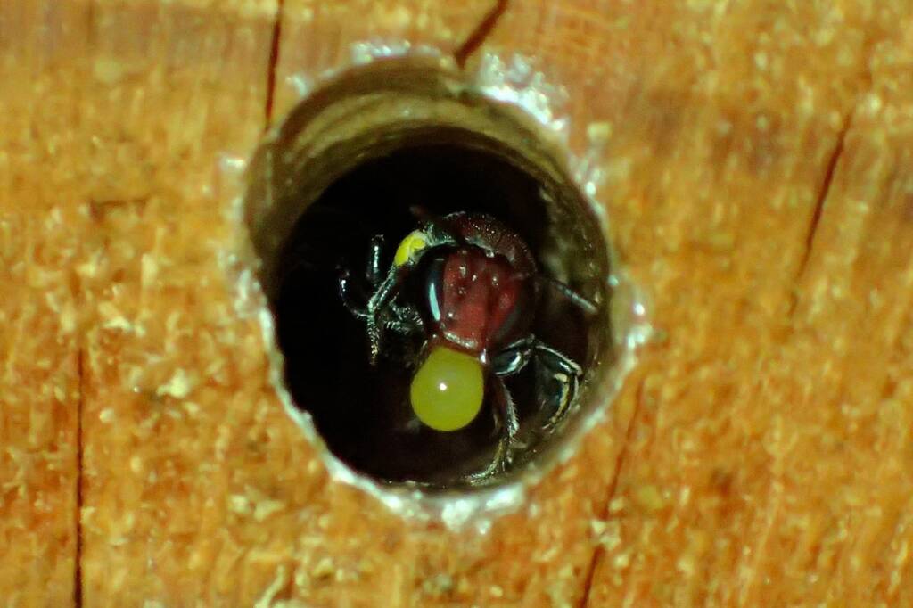 Bubbling Meroglossa rubricata, Midwest WA © Gary Taylor