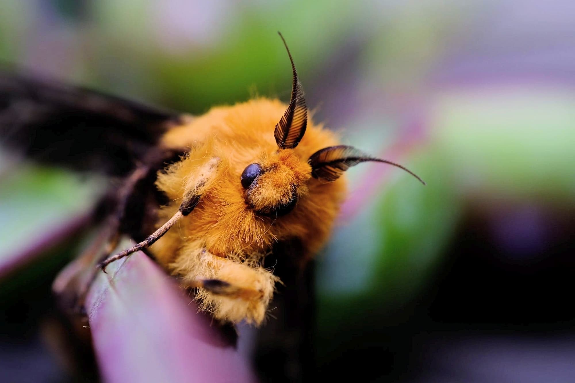 Adult male Saunders' Case Moth (Metura elongatus), Canterbury-Bankstown, NSW © Malte Marquarding