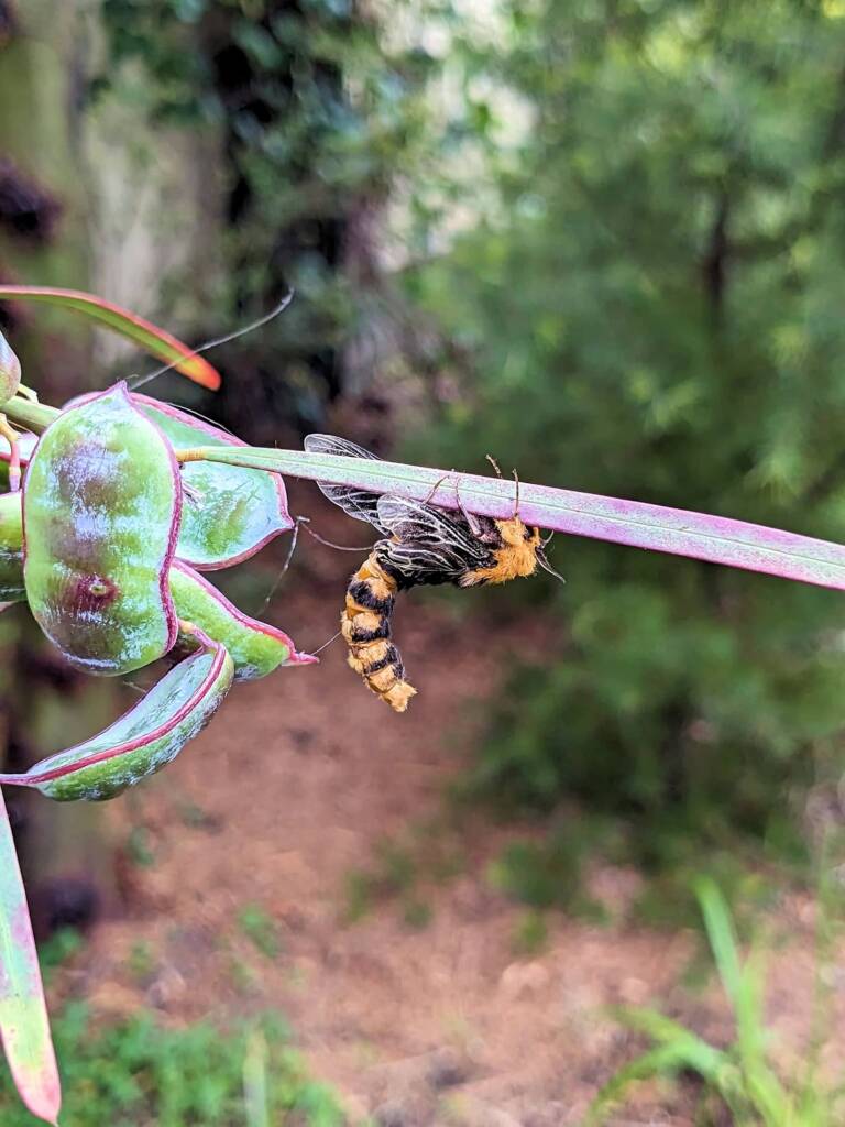Adult male Saunders' Case Moth (Metura elongatus), Canterbury-Bankstown, NSW © Malte Marquarding