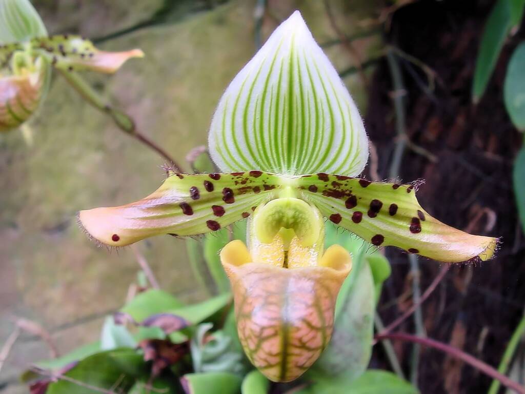 Paphiopedilum venustum orchid, Royal Botanic Garden Sydney NSW