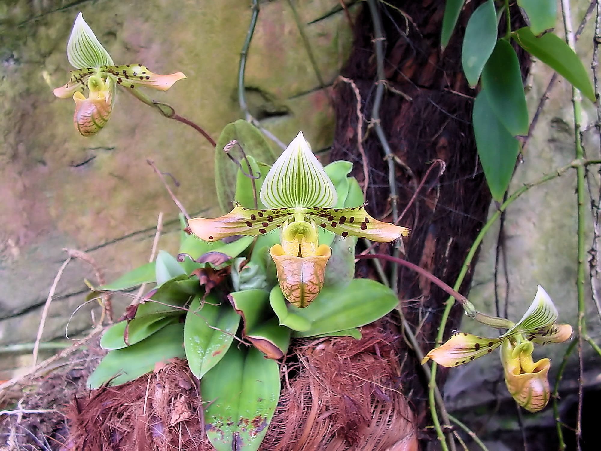 Paphiopedilum venustum orchid, Royal Botanic Garden Sydney NSW