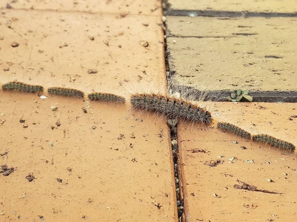 Processionary Caterpillar (Ochrogaster lunifer), Alice Springs NT