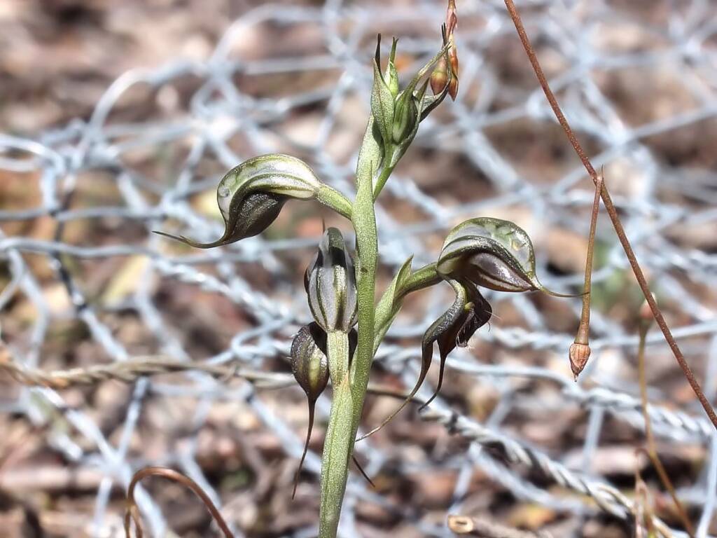Floodplain Rustyhood (Pterostylis cheraphila), near Cohuna VIC © Ken Walker