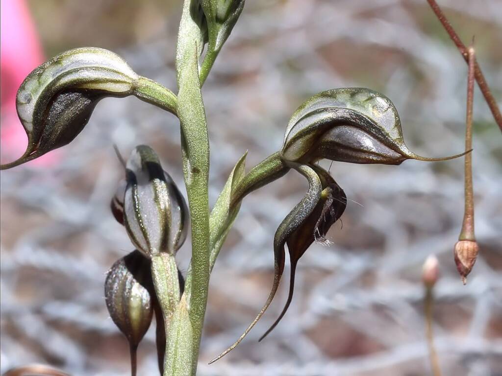 Floodplain Rustyhood (Pterostylis cheraphila), near Cohuna VIC © Ken Walker