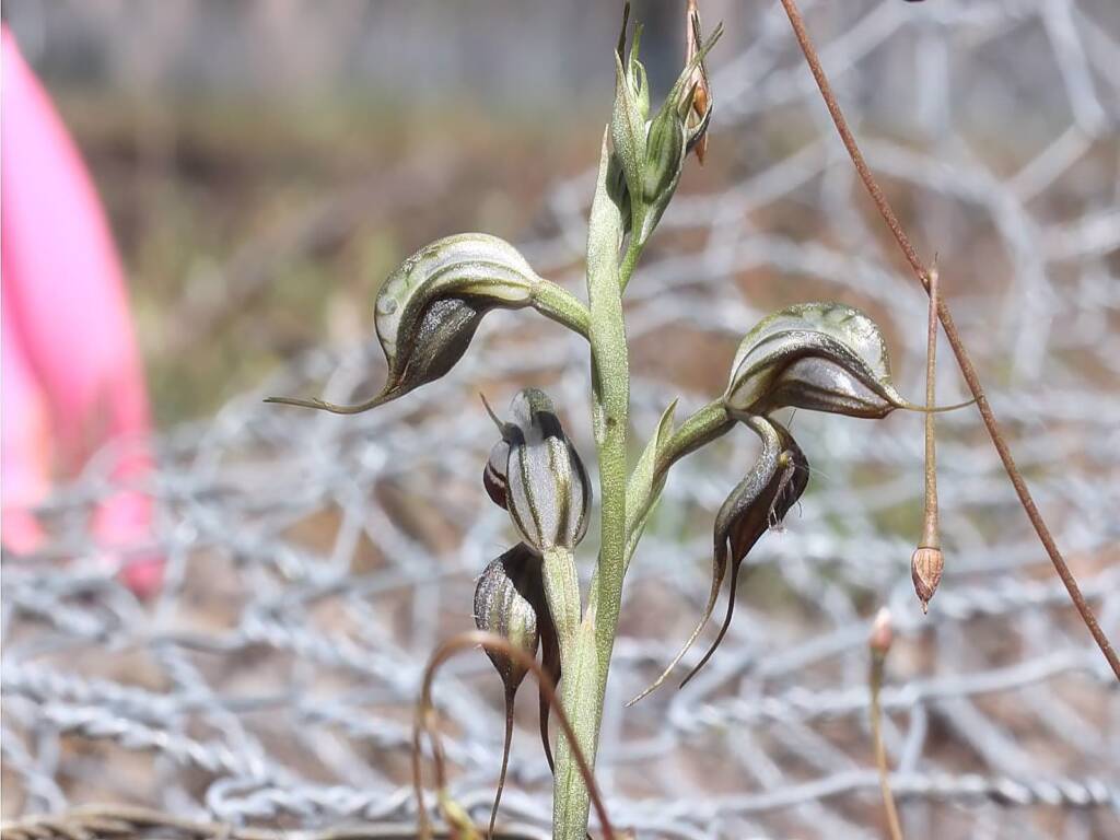 Floodplain Rustyhood (Pterostylis cheraphila), near Cohuna VIC © Ken Walker