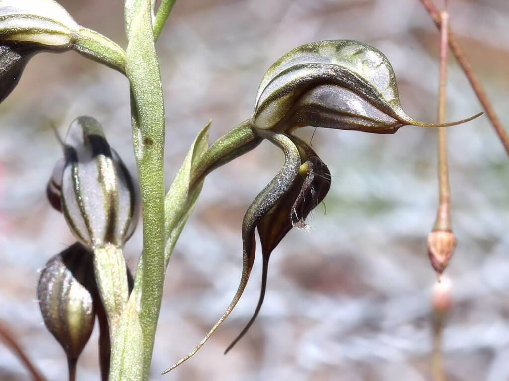 Floodplain Rustyhood (Pterostylis cheraphila), near Cohuna VIC © Ken Walker