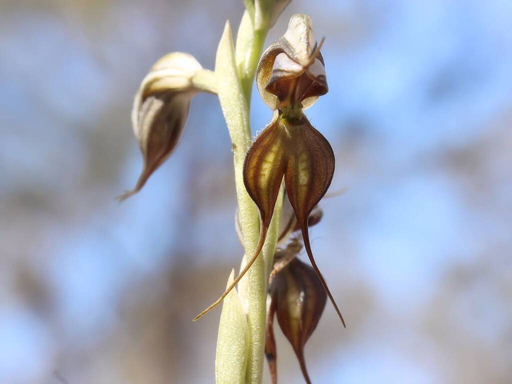 Floodplain Rustyhood (Pterostylis cheraphila), near Cohuna VIC © Ken Walker