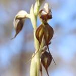 Floodplain Rustyhood (Pterostylis cheraphila), near Cohuna VIC © Ken Walker