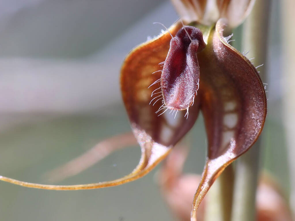 Floodplain Rustyhood (Pterostylis cheraphila), near Cohuna VIC © Ken Walker