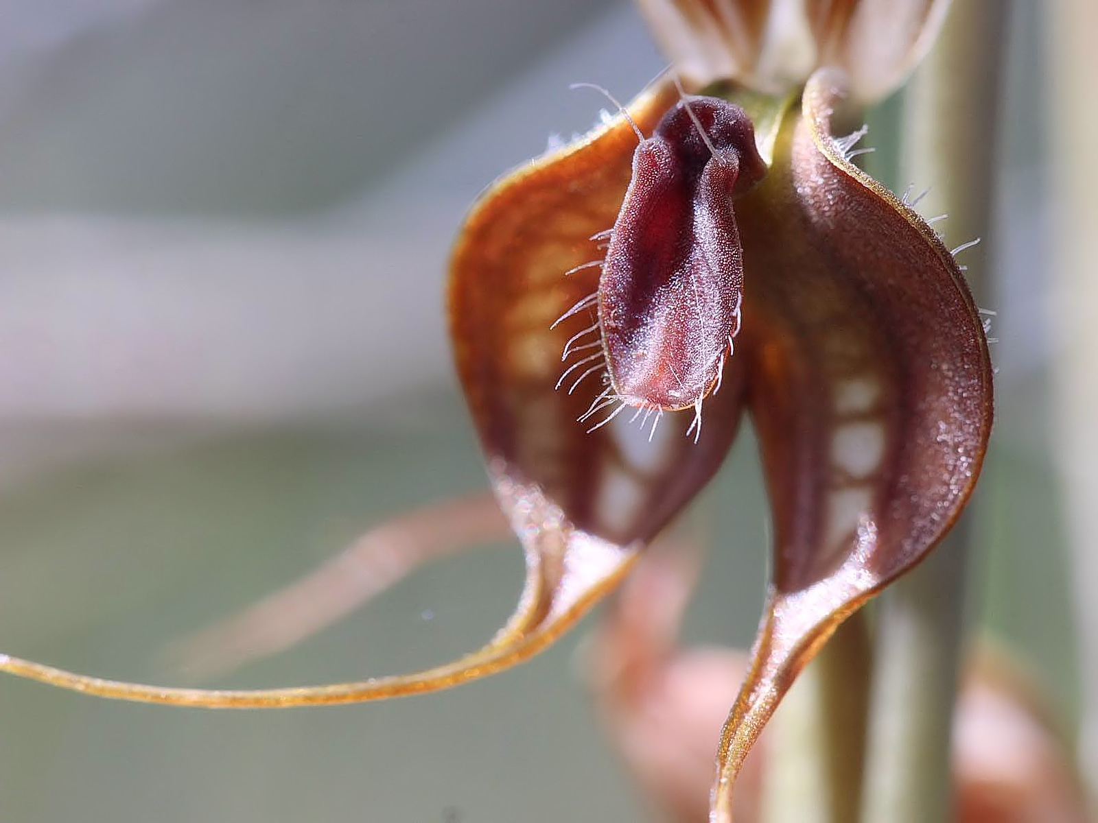 Floodplain Rustyhood (Pterostylis cheraphila), near Cohuna VIC © Ken Walker