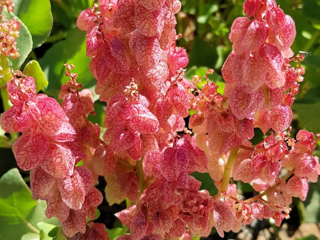 Rosy Dock (Rumex vesicarius), Alice Springs NT