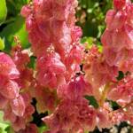Rosy Dock (Rumex vesicarius), Alice Springs NT