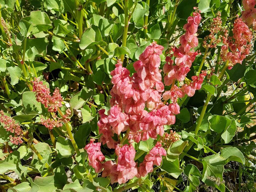 Rosy Dock (Rumex vesicarius), Alice Springs NT