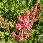 Rosy Dock (Rumex vesicarius), Alice Springs NT