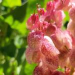 Rosy Dock (Rumex vesicarius), Alice Springs NT