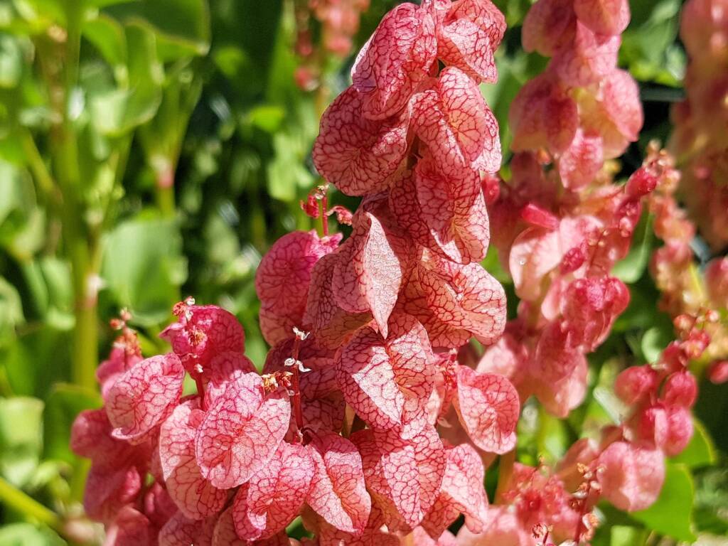 Rosy Dock (Rumex vesicarius), Alice Springs NT