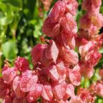 Rosy Dock (Rumex vesicarius), Alice Springs NT