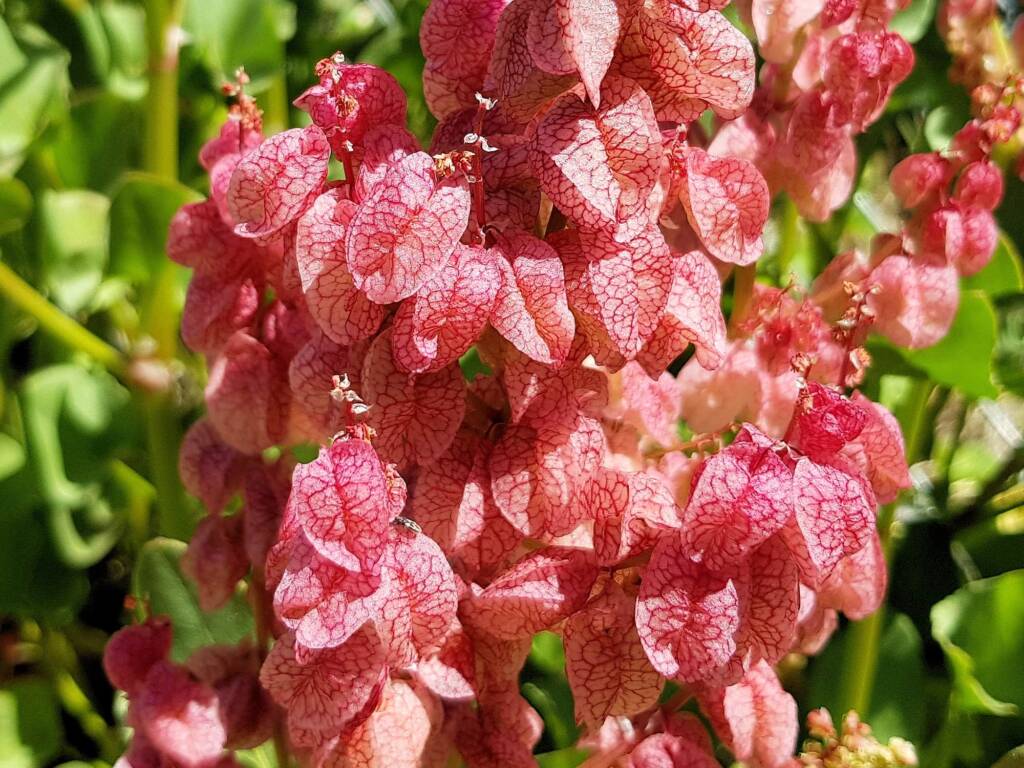 Rosy Dock (Rumex vesicarius), Alice Springs NT