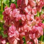 Rosy Dock (Rumex vesicarius), Alice Springs NT