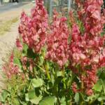 Rosy Dock (Rumex vesicarius), Alice Springs NT