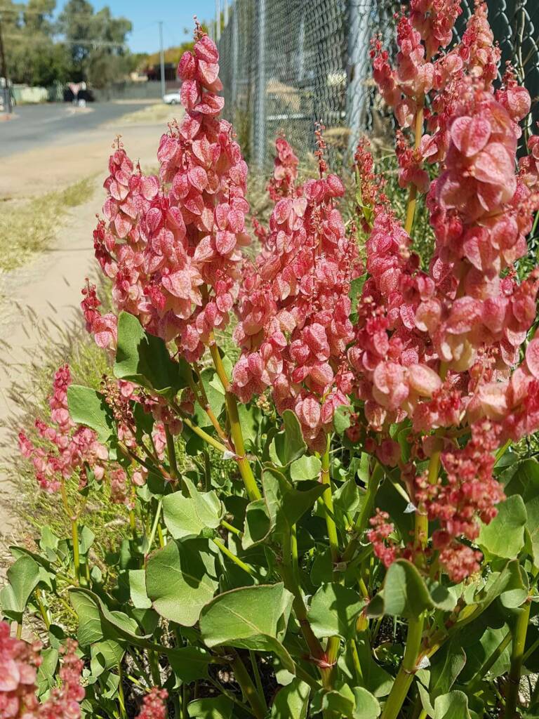 Rosy Dock (Rumex vesicarius), Alice Springs NT