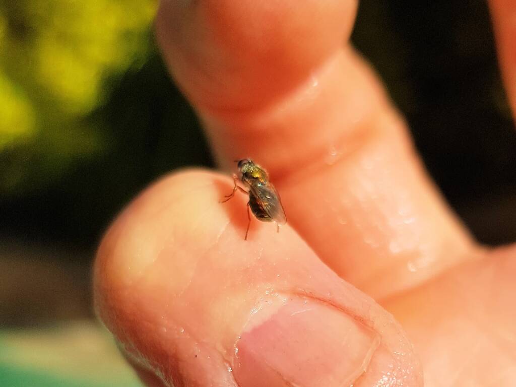 Soldier Fly (family Stratiomyidae), Alice Springs NT